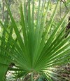 saw palmetto