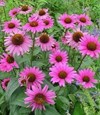 The power of Echinacea