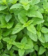 lemon balm for the brain