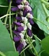 Mucuna Prureins for Depression