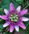 Passionflower for Opiate Withdrawal