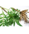 Valerian root to calm you